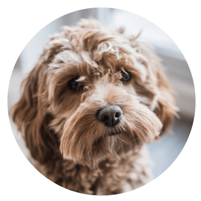 Ruffles Ruff